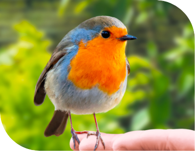 Pour attirez les oiseaux, vous pouvez :