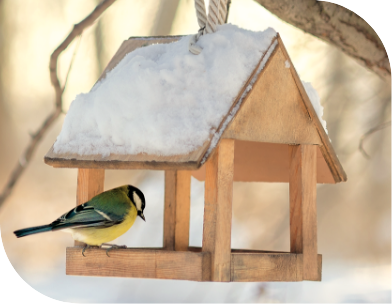 Pour aider les oiseaux en hiver