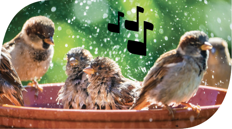 Bien être des oiseaux